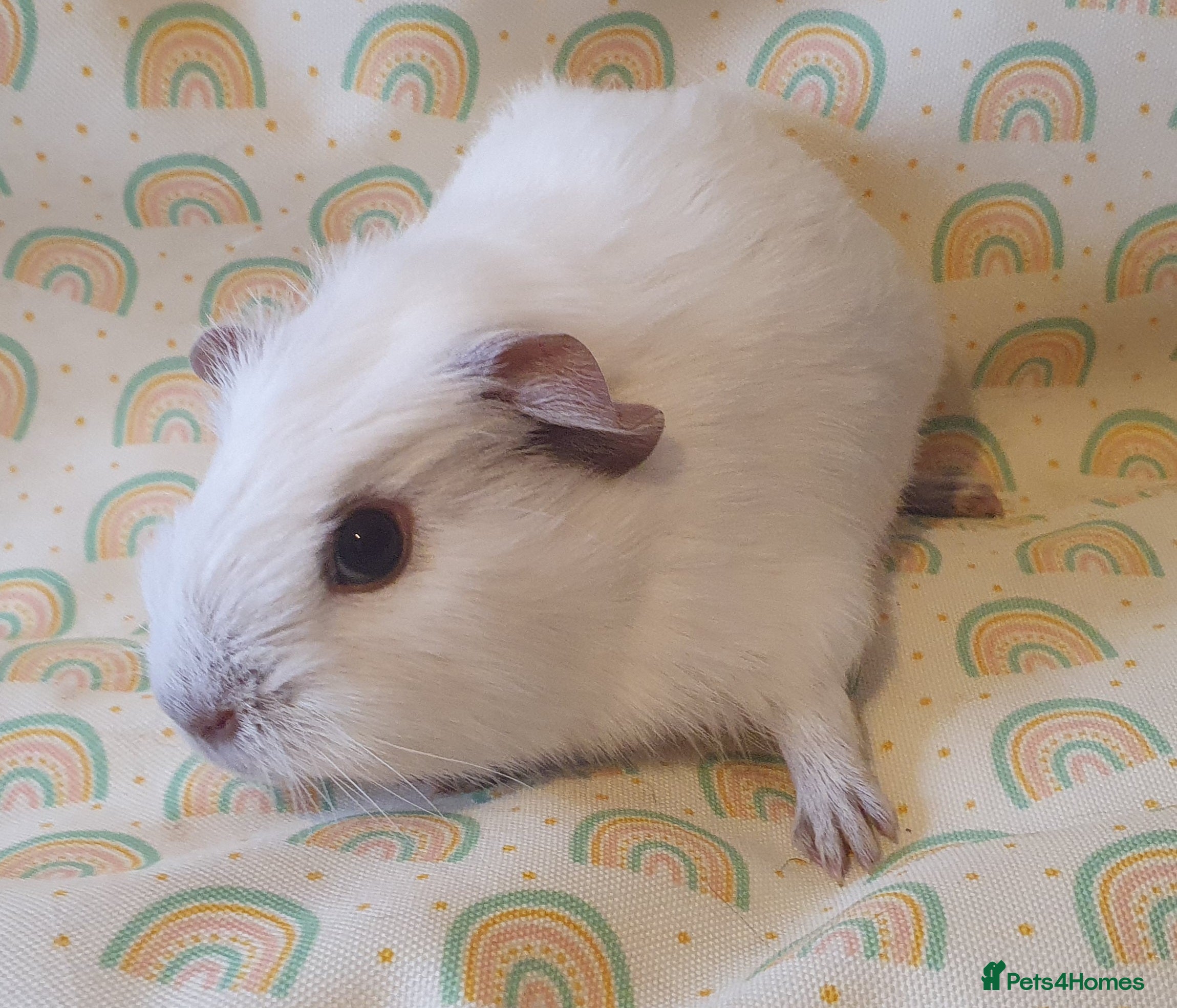 Guinea Pig rodents guinea pigs  - Advert 10