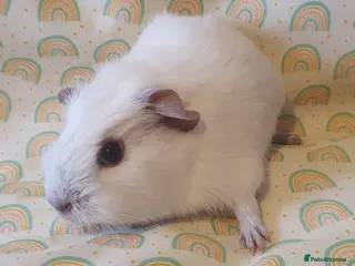 Guinea Pig rodents guinea pigs - Advert 10