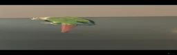 Conures birds for sale: Green cheek conure - Advert 2
