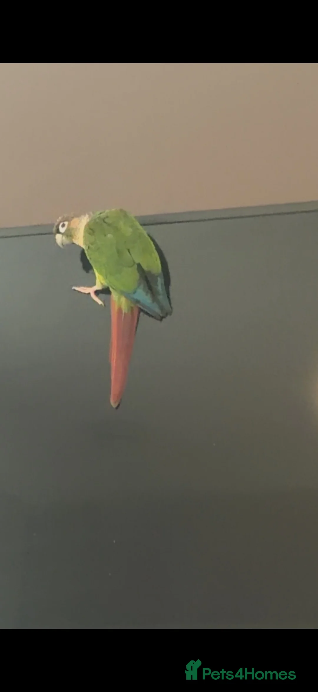 Conures birds for sale: Green cheek conure - Advert 2