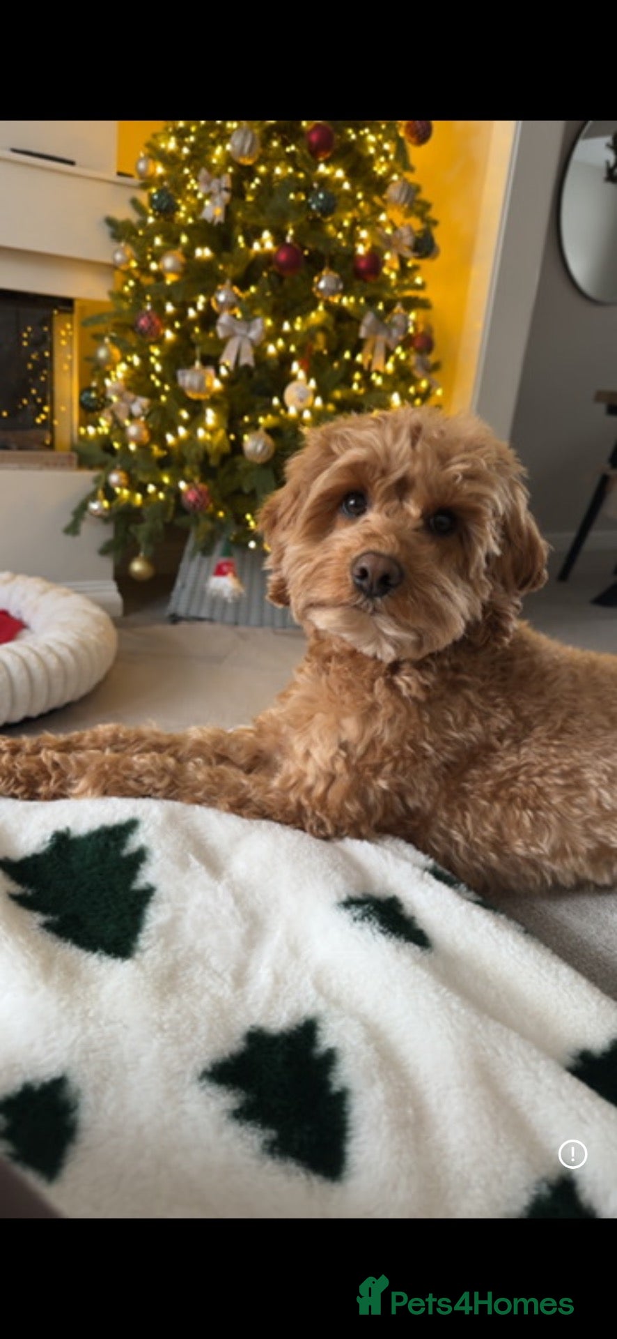 Cockapoo dogs ** Ready Sunday ** xx - Advert 21