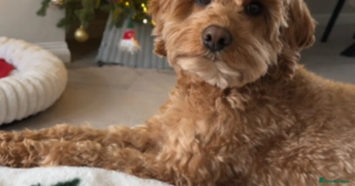 Cocapoo Phantom ** 1 pup left ** - Ready Sunday xx for sale in Wrexham | Pets4Homes