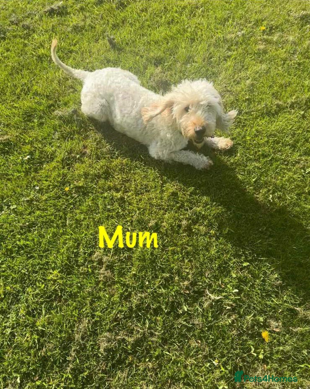 Cockapoo dogs for sale: F1 cockapoo puppies *ready to leave* - Image 7