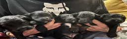 Cockapoo dogs for sale: Miniature f1 cockerpoo’s  - Advert 28
