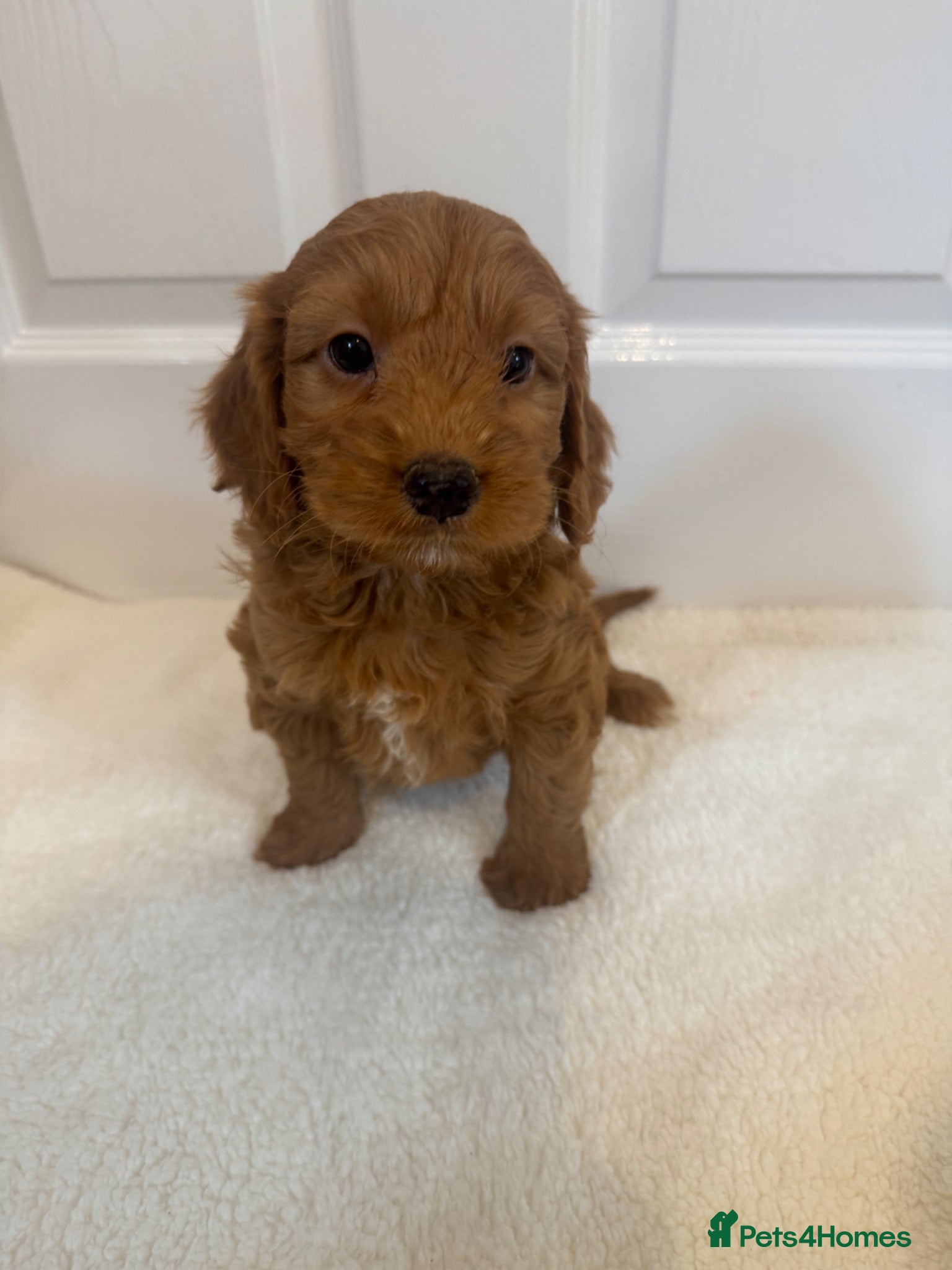 Cockapoo dogs Cockapoo puppies - Advert 10