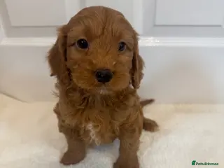 Cockapoo dogs Cockapoo puppies - Advert 10