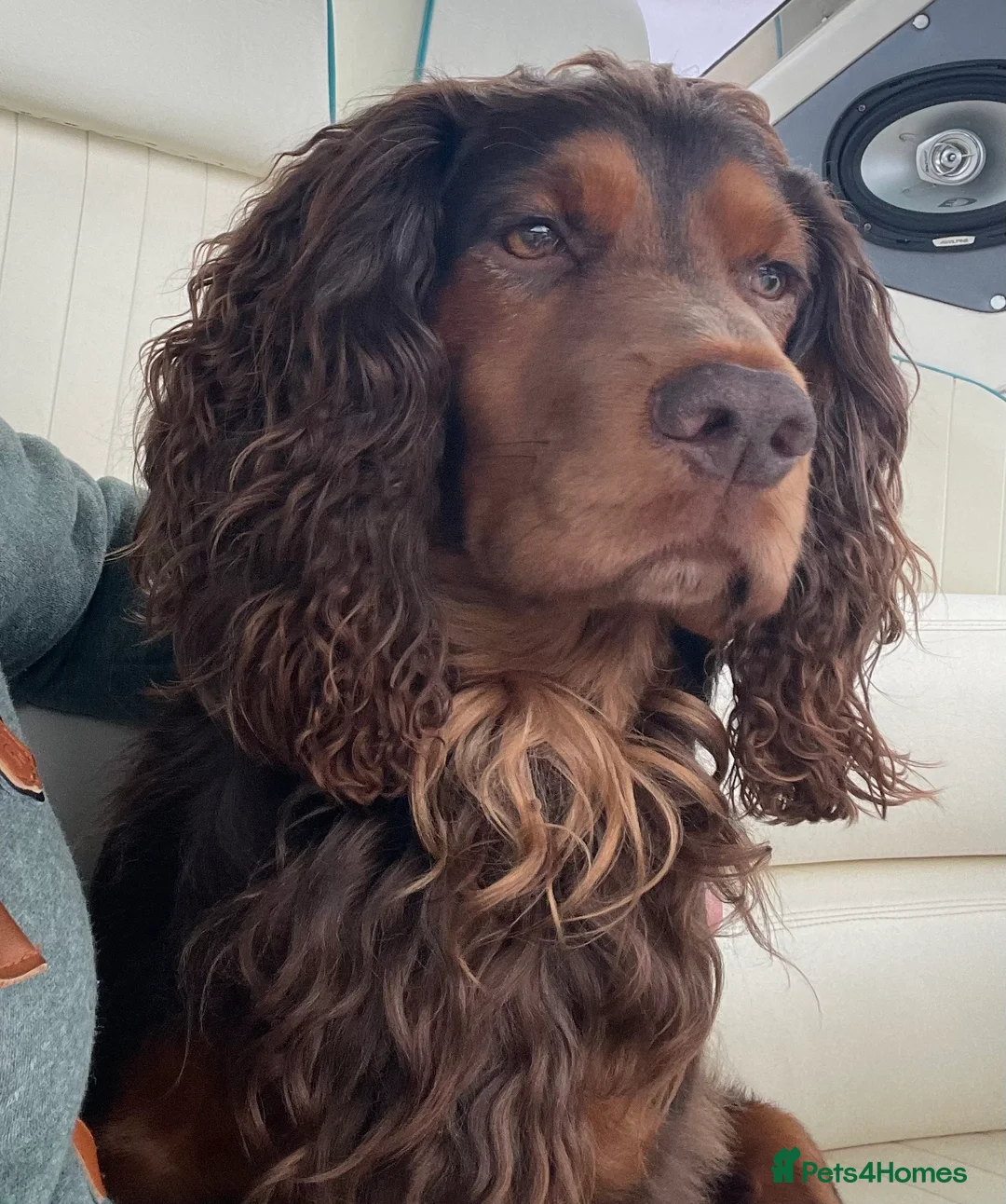 Cocker Spaniel dogs for stud: DNA TESTED CHOC AND TAN WORKING COCKER in Doncaster - Advert 8