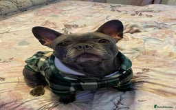 French Bulldog dogs for sale: Three stunning French bulldog puppies  - Image 1