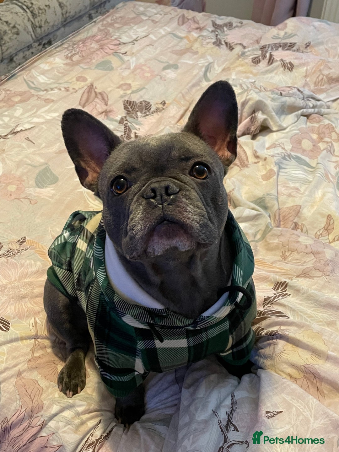 French Bulldog dogs for sale: Three stunning French bulldog puppies  - Image 1