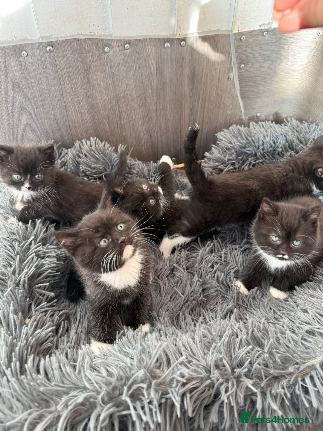 Mixed Breed cats for sale: 5 Beautiful kittens for sale  - Advert 7