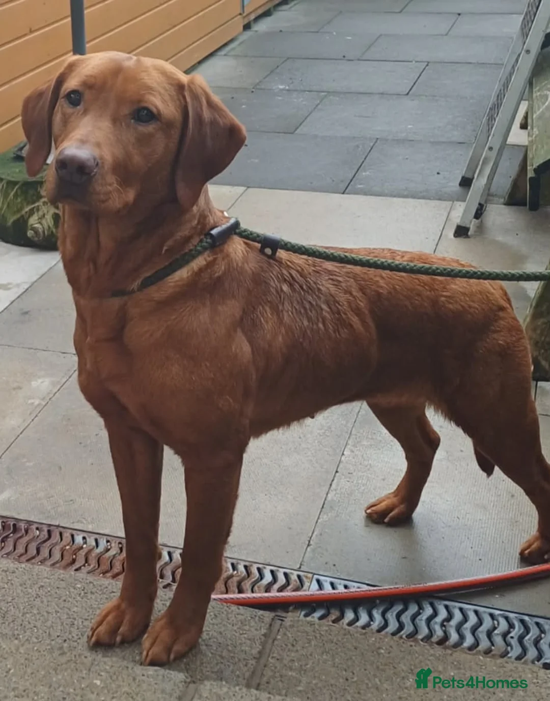 Labrador Retriever dogs for sale: Reduced ready to leave labrador pup - Advert 2