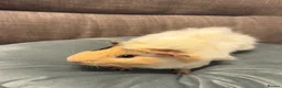 Guinea Pig rodents for sale: Dad and son  - Advert 4