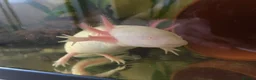 Axolotl reptiles for sale: Adult albino female axolotl for good home - Advert 2