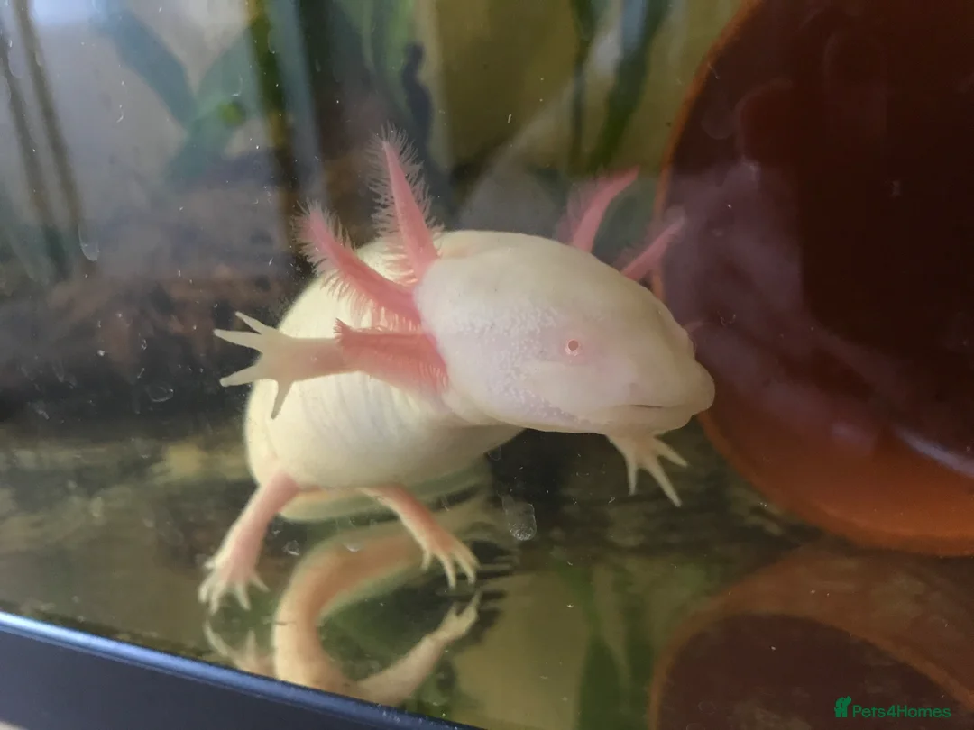 Axolotl reptiles for sale: Adult albino female axolotl for good home - Advert 2