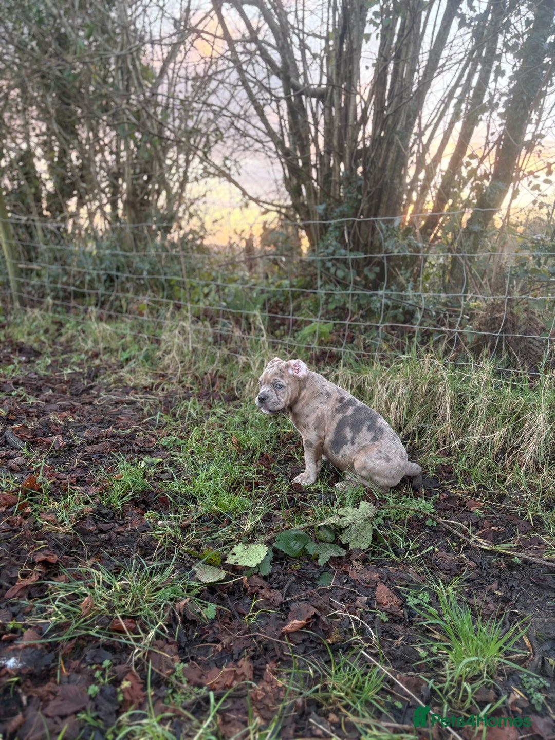 Olde English Bulldogge dogs for sale: 3 male puppy Olde English Bulldogges left - Advert 19