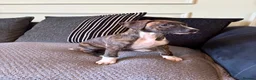 Mixed Breed dogs for sale: 🐾 Rhodesian Ridgeback x Bull Lurcher Puppies 🐾 - Advert 16