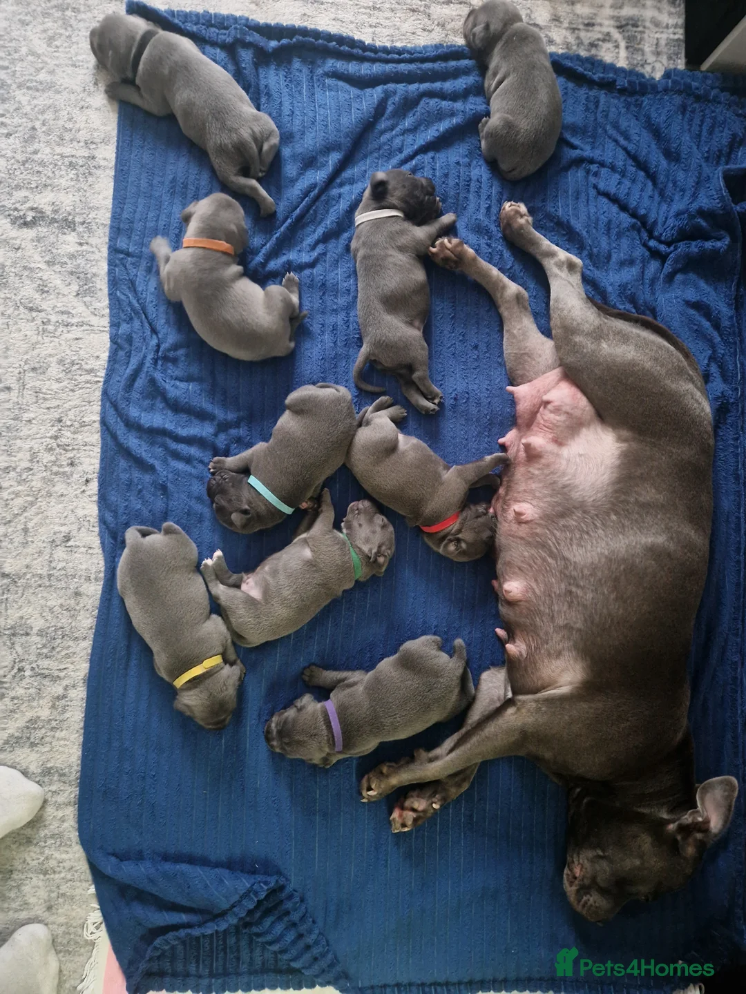 Staffordshire Bull Terrier dogs for sale: Staffordshire bull terrier blue-white - Advert 2