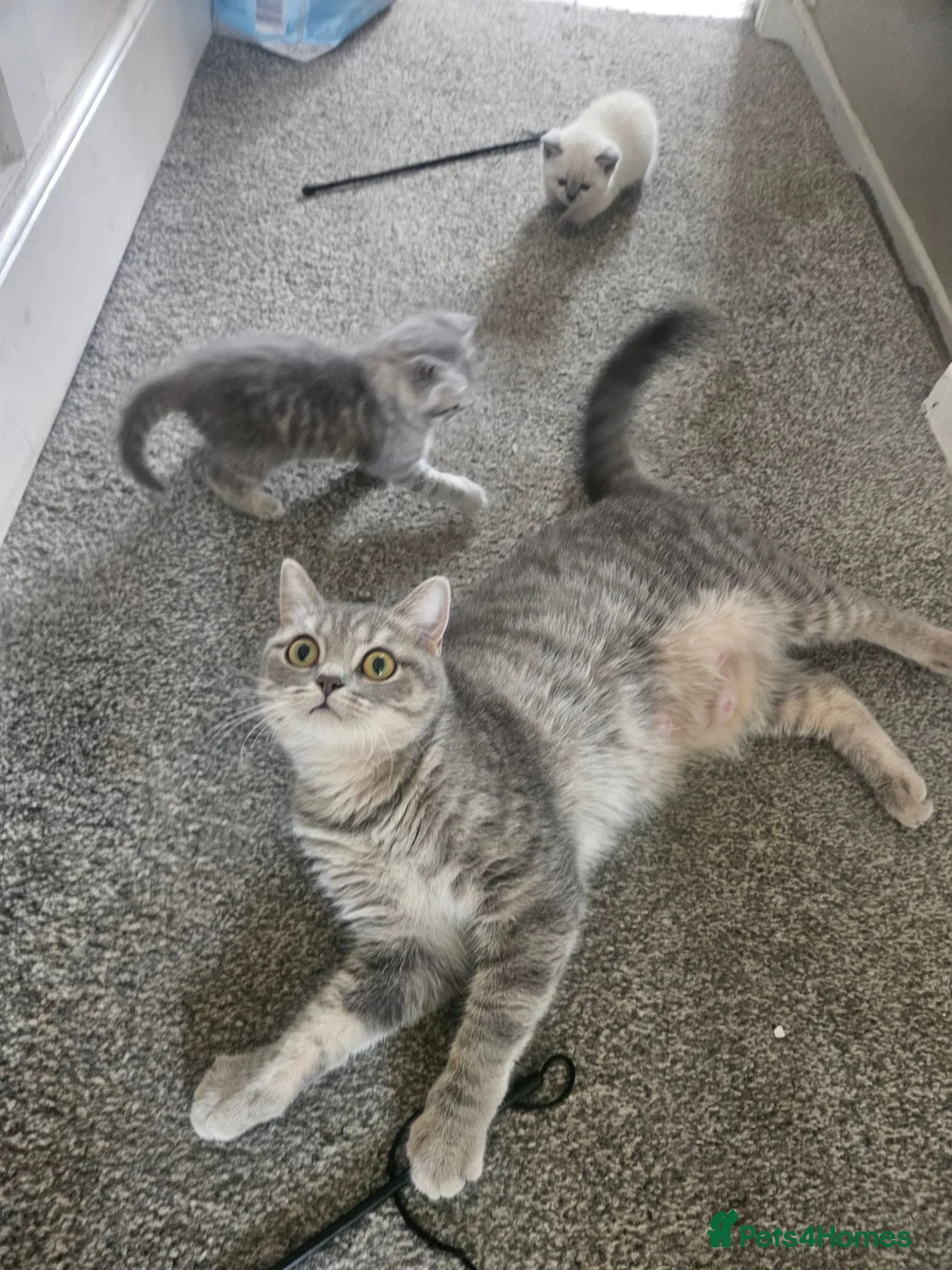 British Shorthair cats for sale: British Shorthair kittens!  - Advert 2
