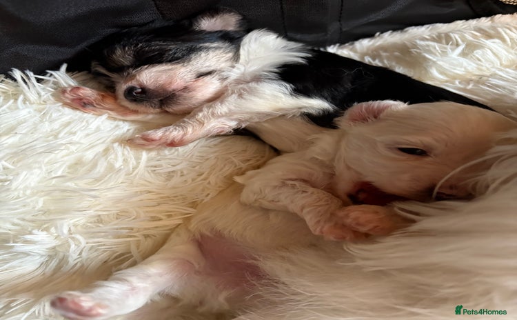 Morkie dogs - Advert 1
