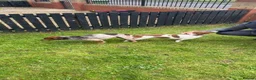 Jack Russell dogs for sale: Jack Russell pups - Advert 9