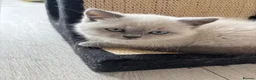 British Shorthair cats for sale: 2 x Colourpoint British Shorthair Kittens in Rayleigh - Advert 4