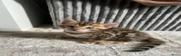 Bengal cats for sale: 🐾 Beautiful Bengal Kittens 🐾 - Advert 26