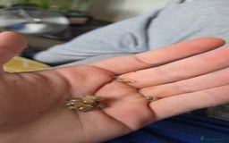 Snails invertebrates for sale: Ggghhg - Image 8