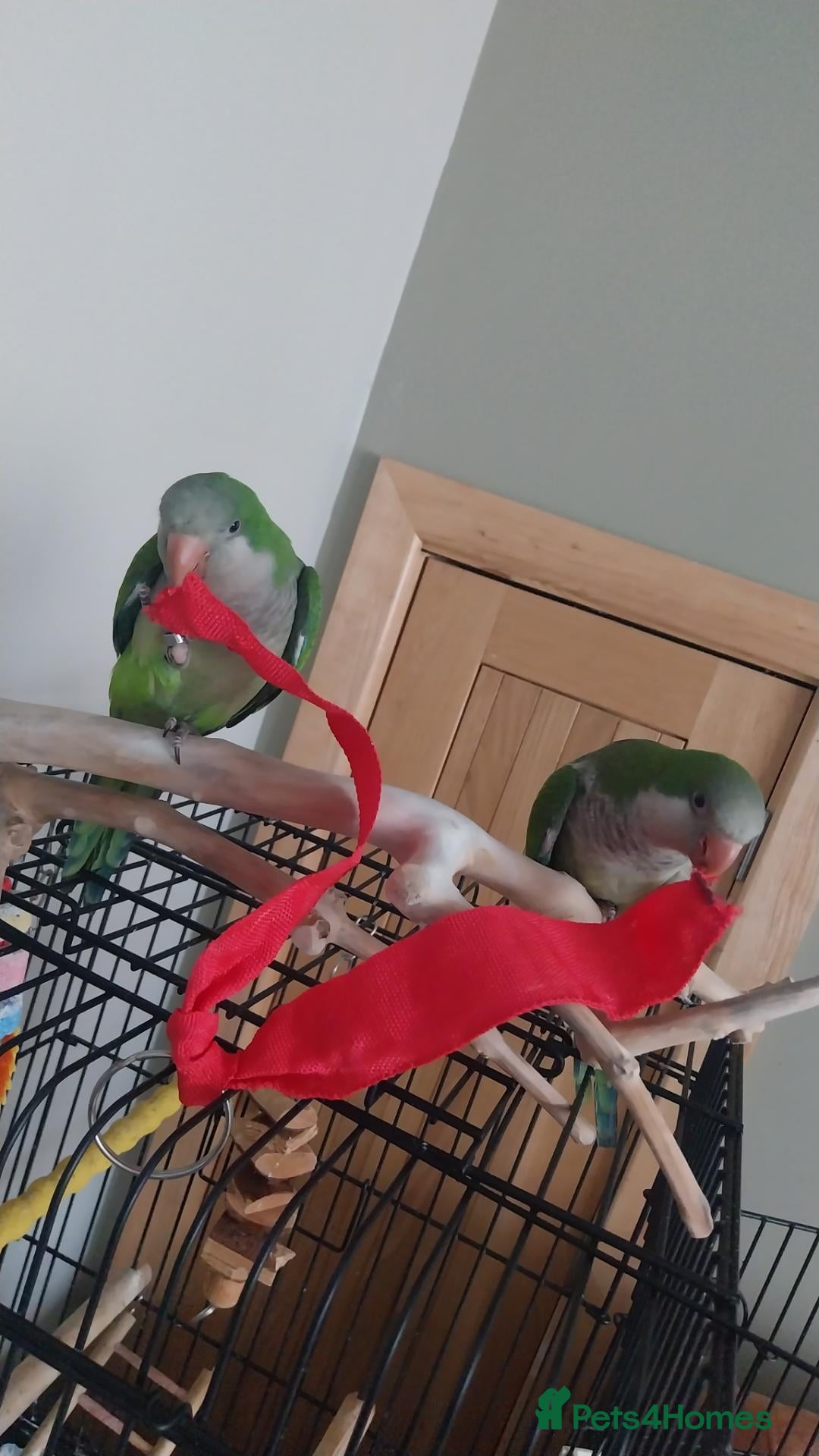 Parakeets birds  Hand tame Green dna tested  male quaker parrot  - Advert 19