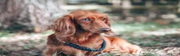 Miniature Dachshund dogs for sale: Pedigree Longhaired Miniature Dachshund Waitlist  - Advert 13