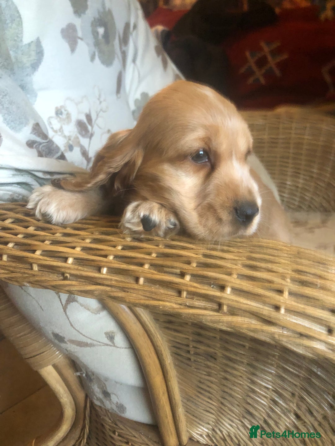 Cocker Spaniel dogs for sale: 4 stunning cocker spaniel puppies  - Image 26