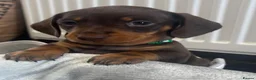 Miniature Dachshund dogs for sale: Minature dashound pups - Advert 28