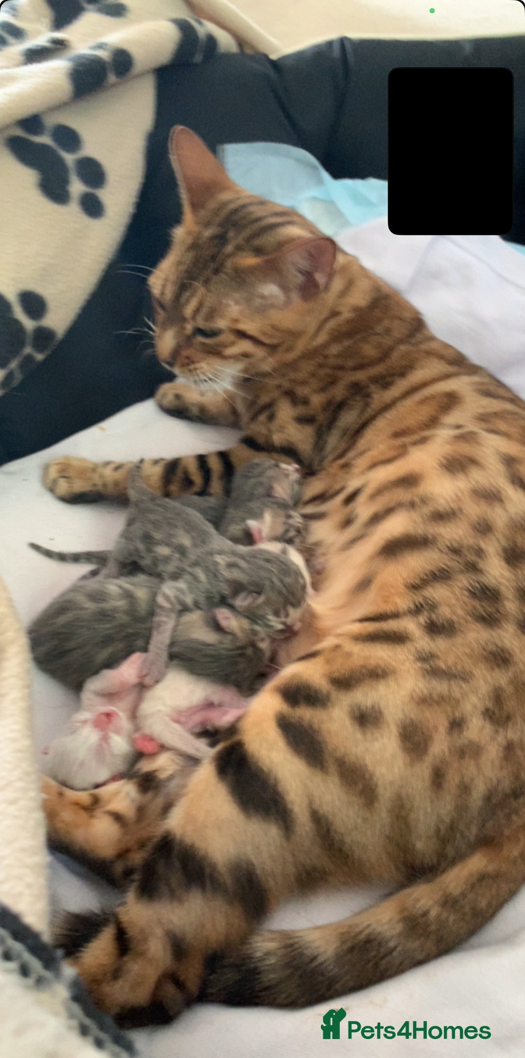 Bengal cats for sale: High Quality Bengal Beauty - Image 13
