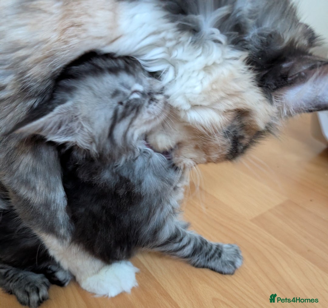 Maine Coon cats for sale: Stunning GCCF registered Maine Coon Kittens  - Advert 17