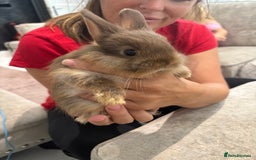Netherland Dwarf rabbits for sale: Baby Netherlands dwarf/dwarf lion heads - Image 2