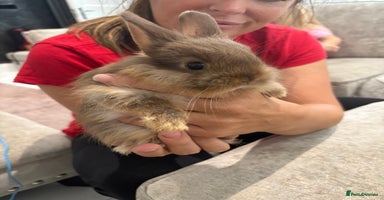 Netherland Dwarf rabbits - Advert 3