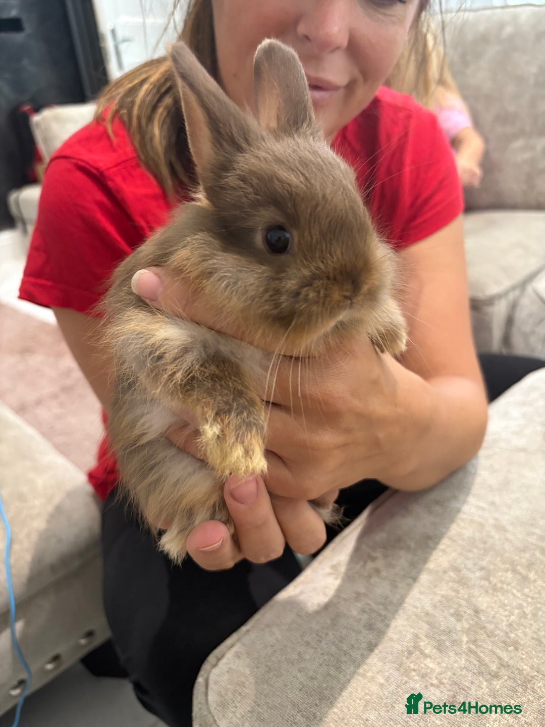 Netherland Dwarf rabbits for sale: Baby Netherlands dwarf/dwarf lion heads - Image 2