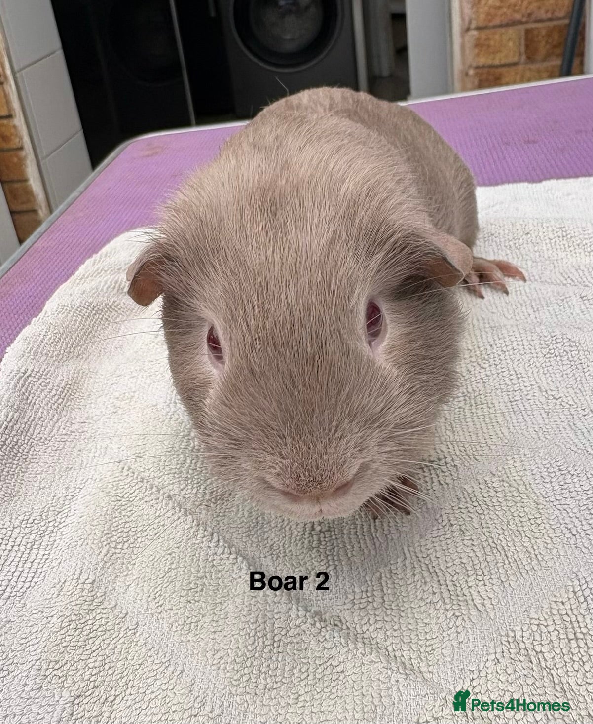 Guinea Pig rodents Lilac and Swiss - Advert 2
