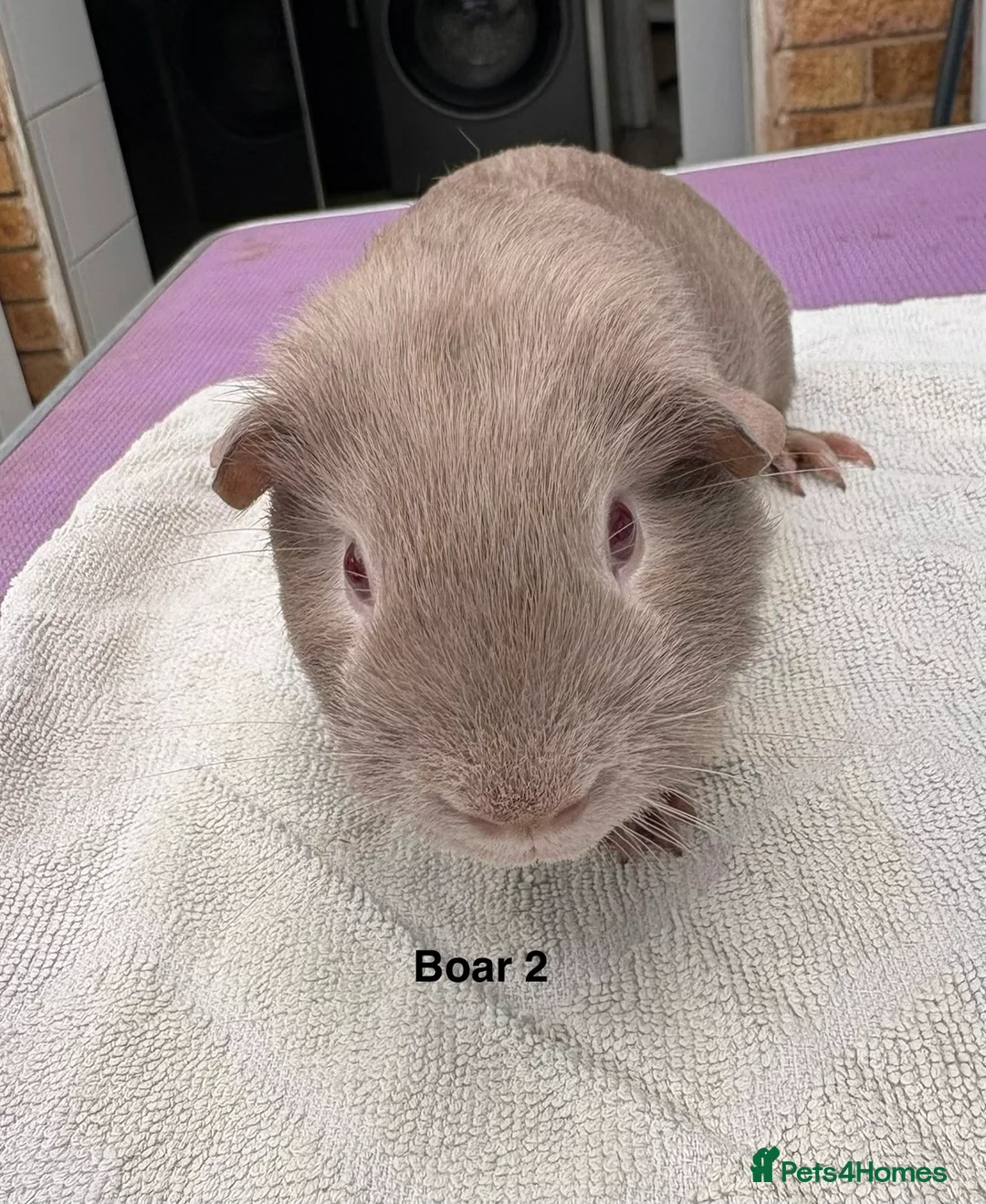 Guinea Pig rodents for sale: Lilac and Swiss - Advert 2