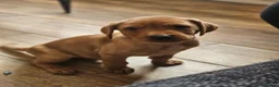 Labrador Retriever dogs for sale: Absolutely stunning kc registered fox red pups - Advert 4