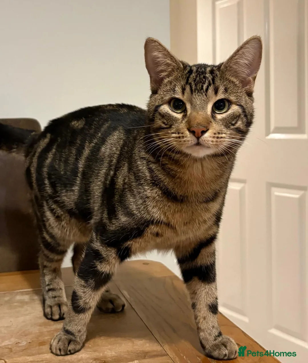 Mixed Breed cats for sale: Beautiful Bengal X Experienced, Adult-Only Home - Advert 2