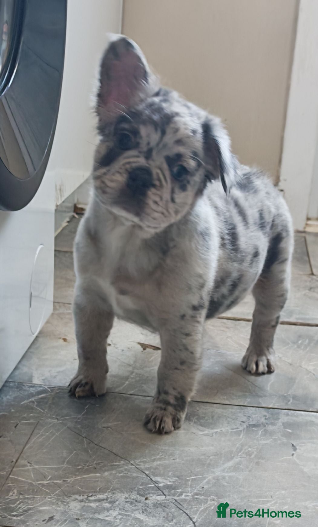 French Bulldog dogs Price reduced Fluffy French Bulldogs - Advert 2