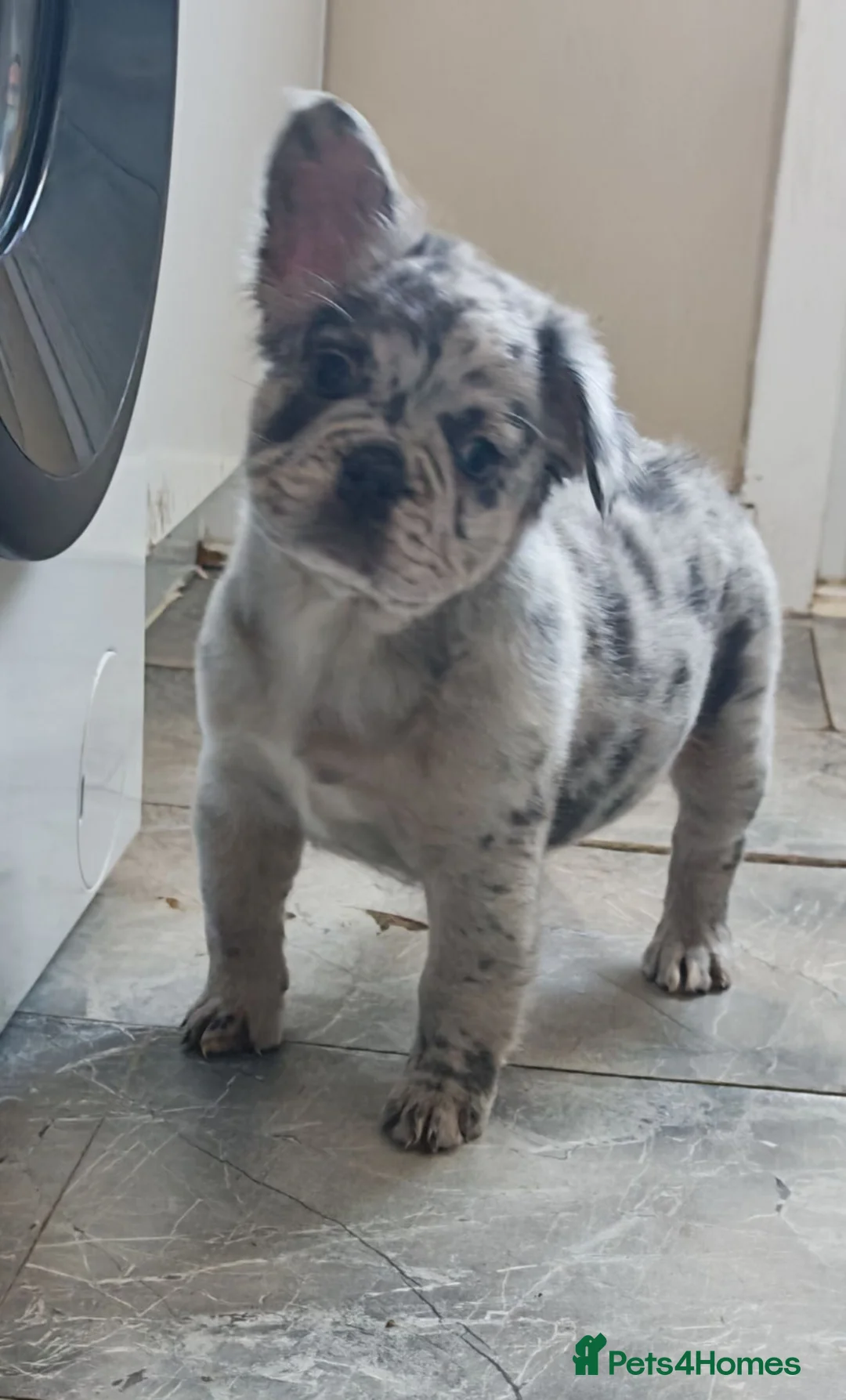 French Bulldog dogs for sale: Price reduced Fluffy French Bulldogs - Advert 2