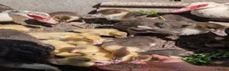 Ducks poultry for sale: Muscovy ducklings - Advert 1