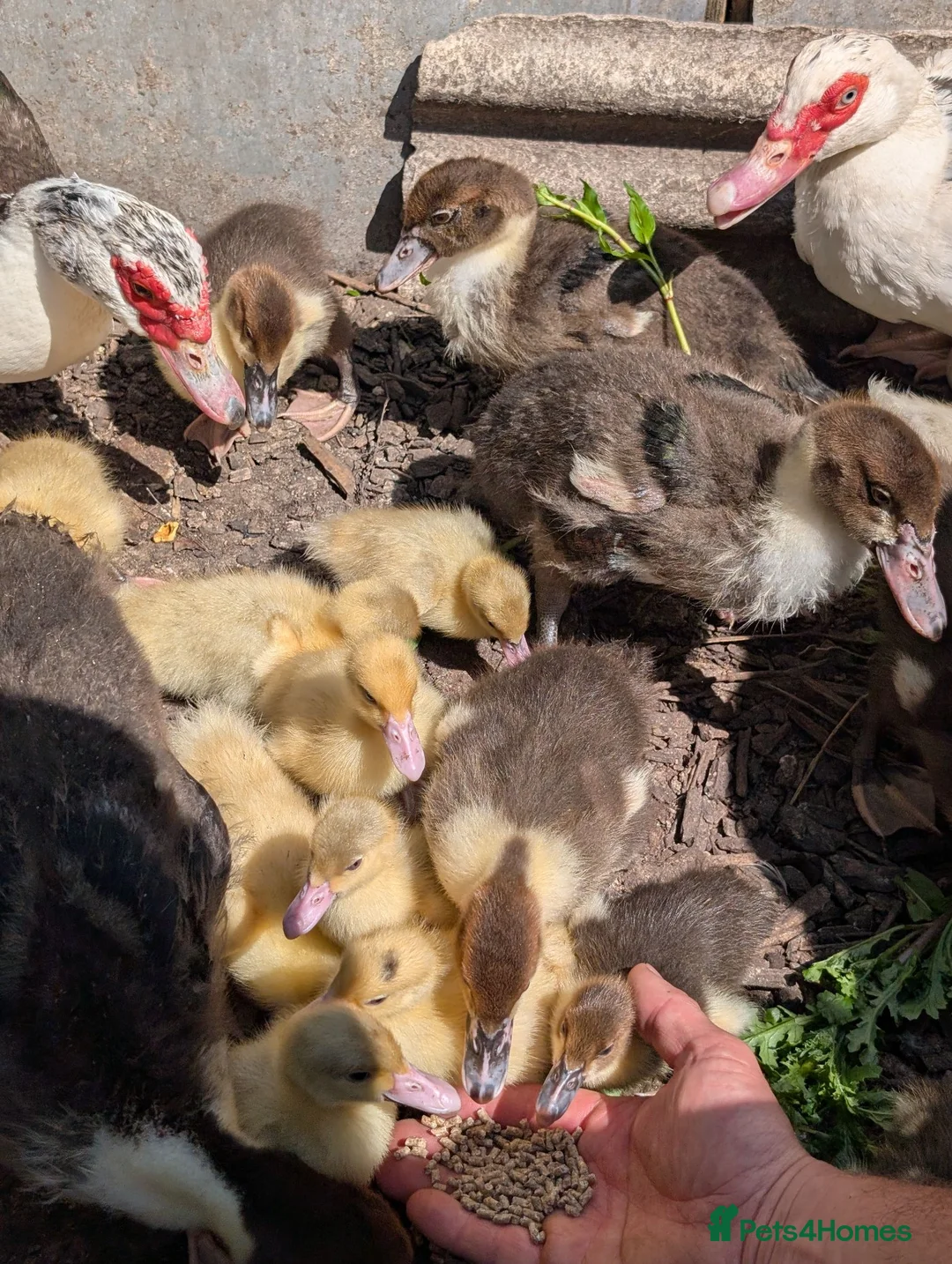 Ducks poultry for sale: Muscovy ducklings - Advert 1