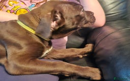 Mastiff dogs for sale: Mastiff Hybrids  - Image 11