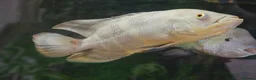 Cichlids fish for sale: Green terror cichlid and Oscar in Abingdon - Advert 4