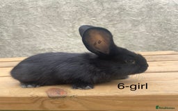 Continental Giant rabbits for sale: Pure bred continental giants - Image 5