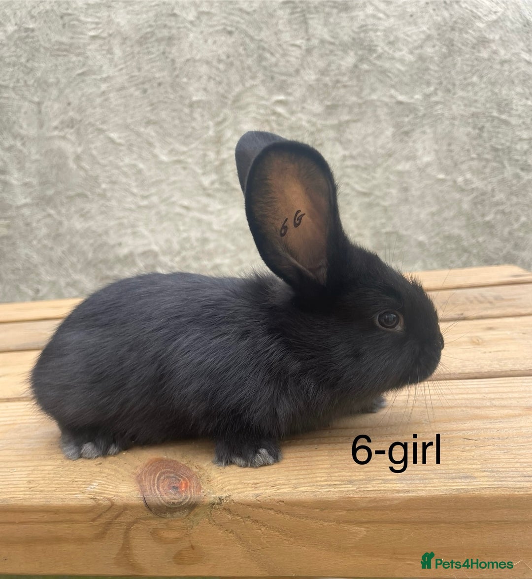 Continental Giant rabbits for sale: Pure bred continental giants - Image 5