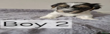 Biewer Terrier 1