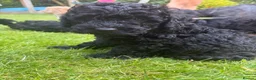 Cockapoo dogs for sale: Beautiful F2B miniature Cockapoos - Black - Advert 5